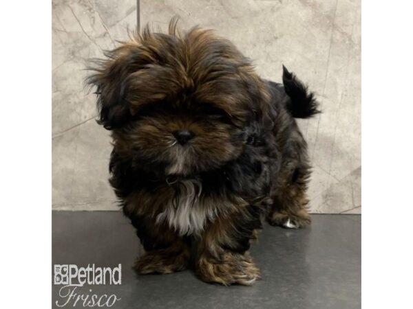 Lhasa Apso Dog Male Brown 30953 Petland Frisco, Texas