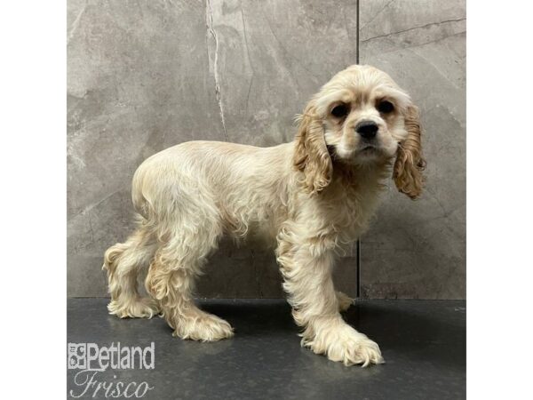 Cocker Spaniel-Dog-Female-Buff-30951-Petland Frisco, Texas