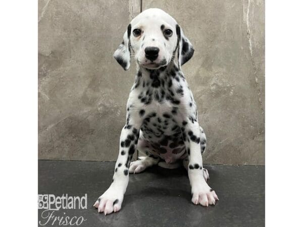 Dalmatian-Dog-Male-White / Black-30950-Petland Frisco, Texas
