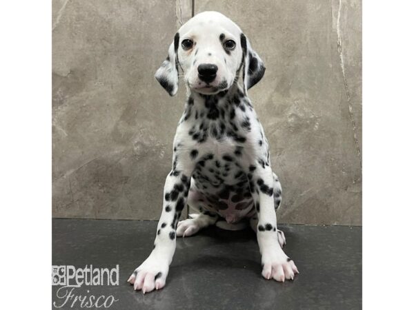 Dalmatian-Dog-Male-White / Black-30950-Petland Frisco & Mckinney, Texas