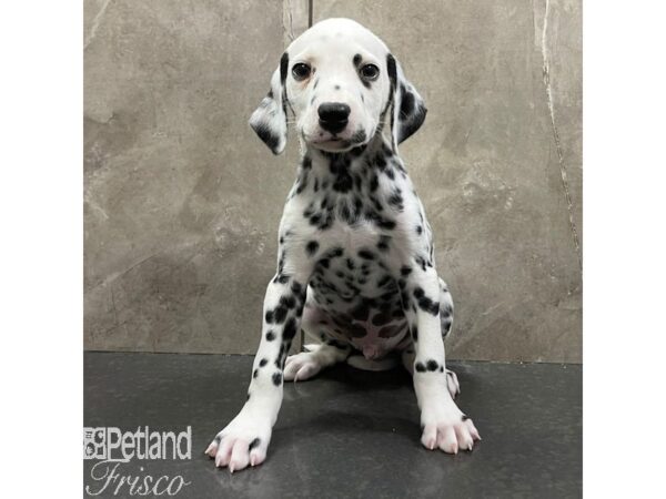 Dalmatian Dog Male White / Black 30950 Petland Frisco, Texas