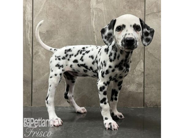 Dalmatian Dog Female White / Black 30949 Petland Frisco, Texas