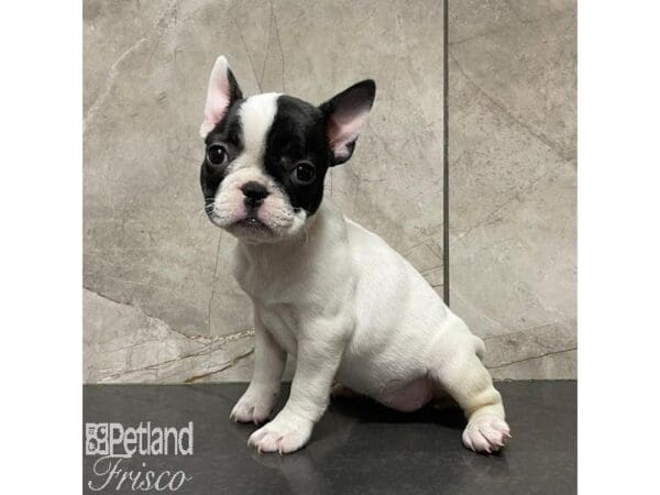 French Bulldog-Dog-Female-Black and White Parti-30948-Petland Frisco, Texas