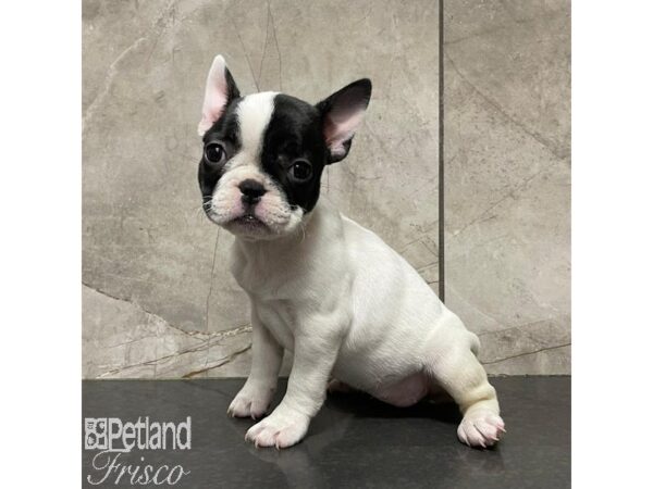 French Bulldog Dog Female Black and White Parti 30948 Petland Frisco, Texas