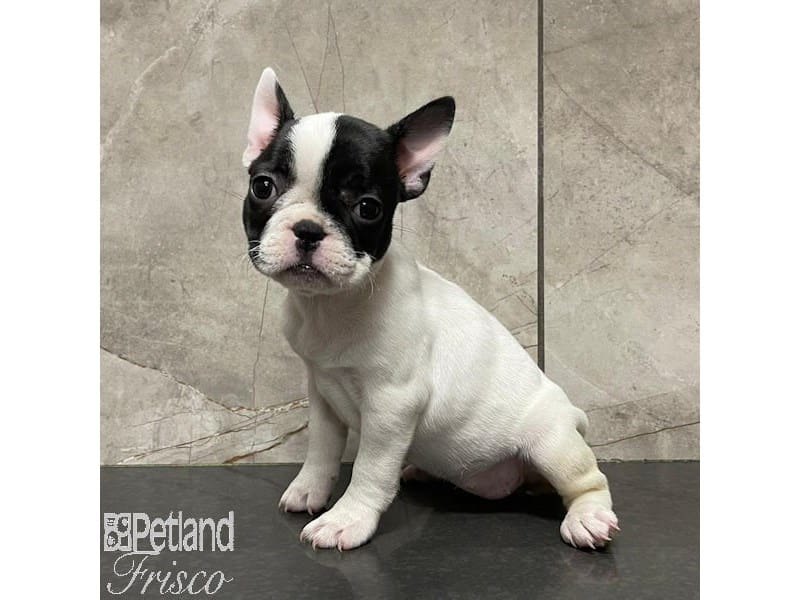 French Bulldog-Dog-Female-Black and White Parti-3912793-Petland Frisco, Texas