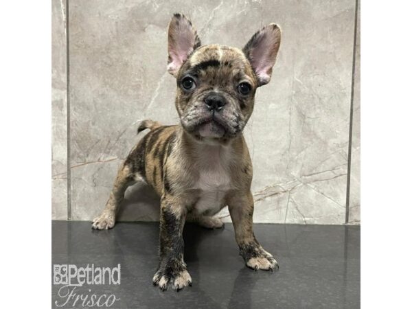 French Bulldog Dog Male Chocolate Merle 30947 Petland Frisco, Texas