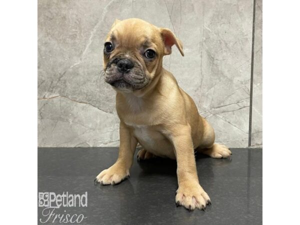 French Bulldog-Dog-Female-Tan-30946-Petland Frisco & Mckinney, Texas