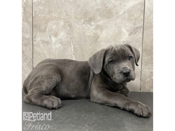 Cane Corso-Dog-Female-Blue-30945-Petland Frisco, Texas