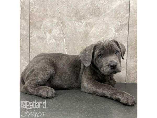 Cane Corso Dog Female Blue 30945 Petland Frisco, Texas