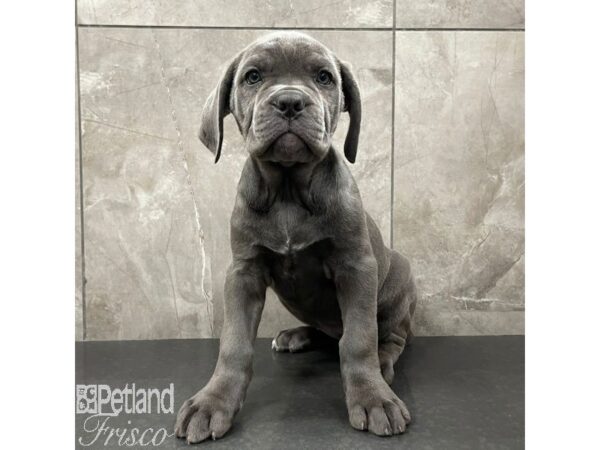 Cane Corso Dog Female Blue 30944 Petland Frisco, Texas