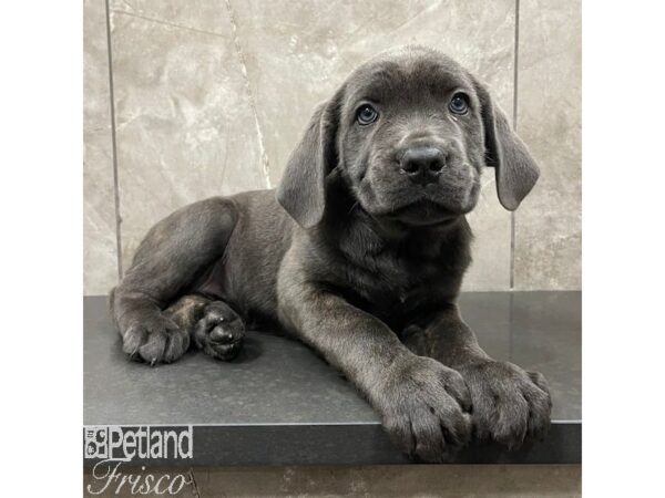 Cane Corso Dog Female Blue 30943 Petland Frisco, Texas