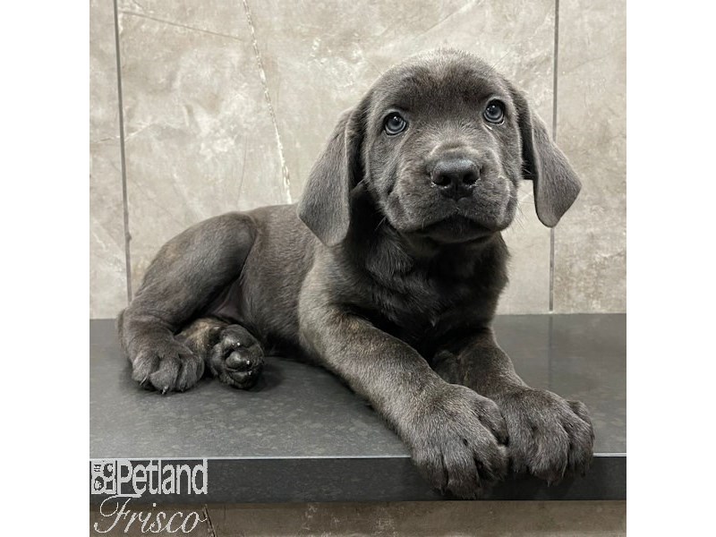 Cane CorsoDogFemaleBlue3912711Petland Frisco, Texas