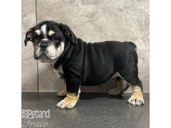 English Bulldog Dog Male Black and White 30942 Petland Frisco, Texas