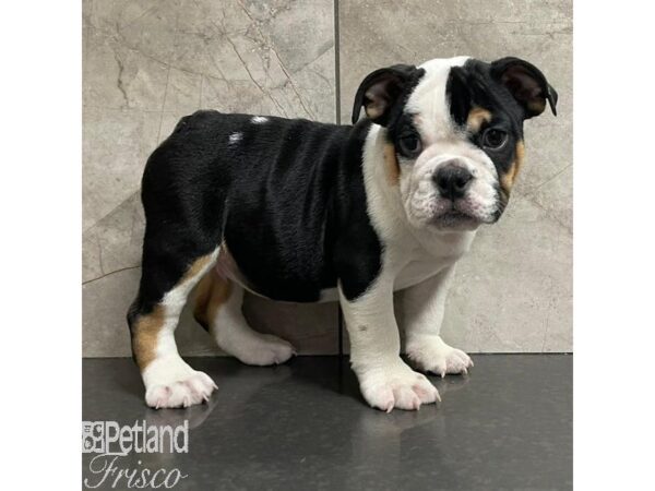 English Bulldog Dog Male White and Black 30941 Petland Frisco, Texas