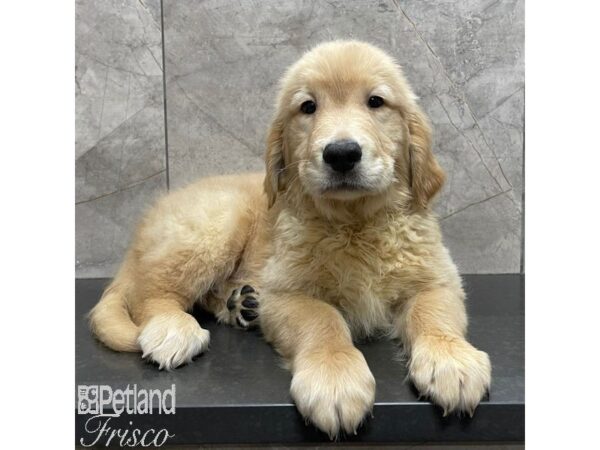 Golden Retriever-Dog-Male-Golden-30940-Petland Frisco & Mckinney, Texas