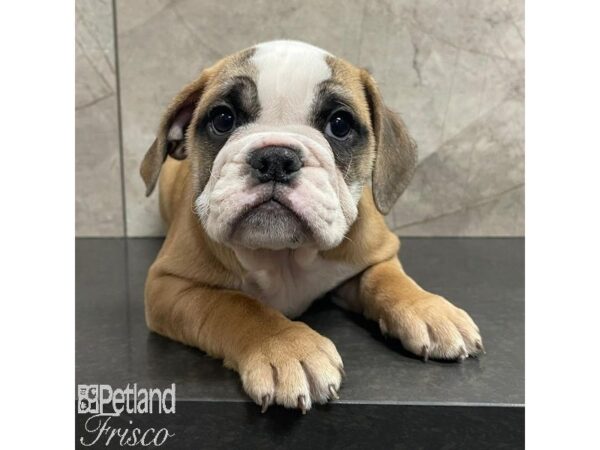 English Bulldog Dog Female Cream, White and Fawn 30937 Petland Frisco, Texas