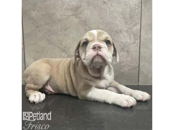 English Bulldog Dog Female Cream, White and Fawn 30936 Petland Frisco, Texas