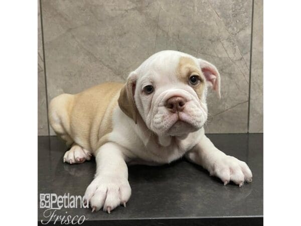English Bulldog-Dog-Male-Cream, White and Fawn-30935-Petland Frisco, Texas