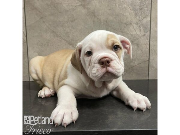 English Bulldog Dog Male Cream, White and Fawn 30935 Petland Frisco, Texas