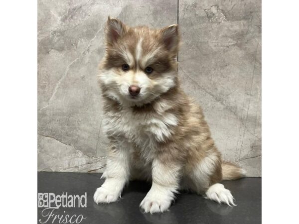 Pomsky Dog Male Red and White 30934 Petland Frisco, Texas