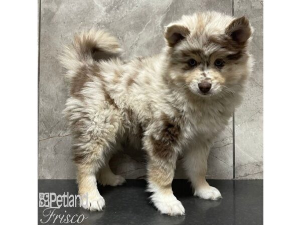 Pomsky Dog Female Red Merle 30933 Petland Frisco, Texas