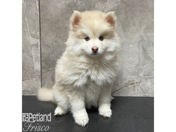 Tri Color Pomsky Pomsky-DOG-Male-Merle Tri-3219991-Petland Frisco, Texas