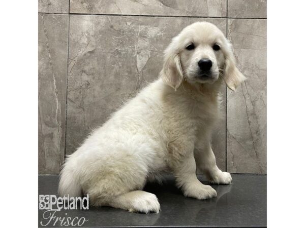 Golden Retriever-Dog-Female-Light Golden-30926-Petland Frisco, Texas