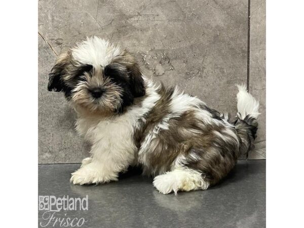 Shih Tzu-Dog-Female-TRI-30994-Petland Frisco & Mckinney, Texas
