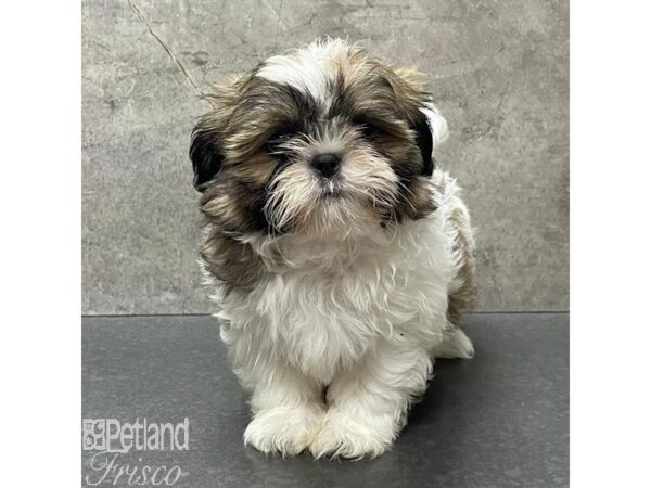 Shih Tzu Dog Male Tri 30992 Petland Frisco, Texas