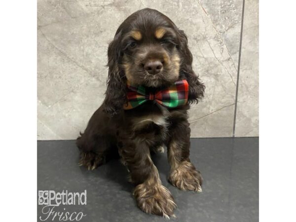 Cocker Spaniel Dog Male Chocolate 30991 Petland Frisco, Texas