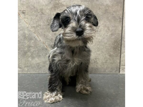 Miniature Schnauzer-Dog-Male-Blue Merle-30990-Petland Frisco & Mckinney, Texas