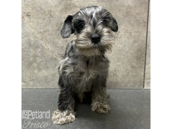 Miniature Schnauzer Dog Male Blue Merle 30990 Petland Frisco, Texas