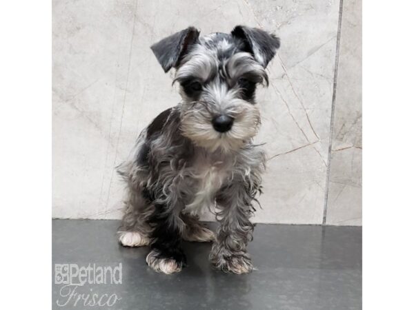 Miniature Schnauzer-Dog-Female-Blue Merle-30989-Petland Frisco & Mckinney, Texas