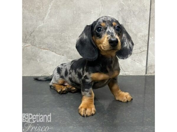 Miniature Dachshund-Dog-Female--30988-Petland Frisco, Texas