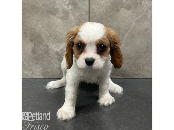 Cavalier King Charles Spaniel Dog Female Blenheim 30987 Petland Frisco, Texas