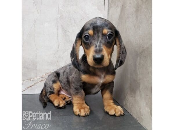 Miniature Dachshund Dog Male 30986 Petland Frisco, Texas