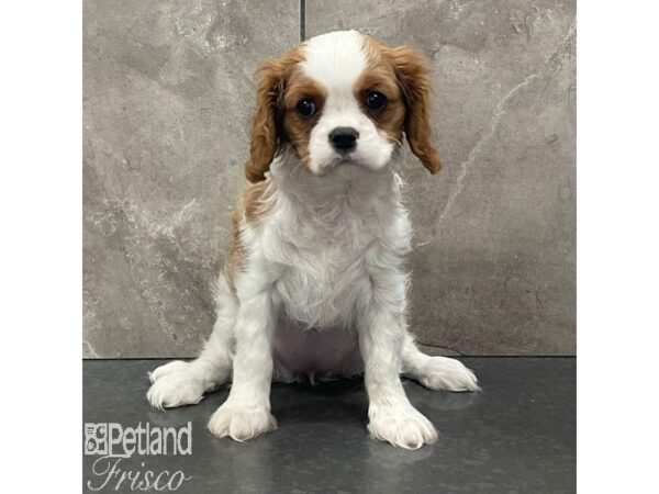 Cavalier King Charles Spaniel Dog Male Blenheim 30985 Petland Frisco, Texas