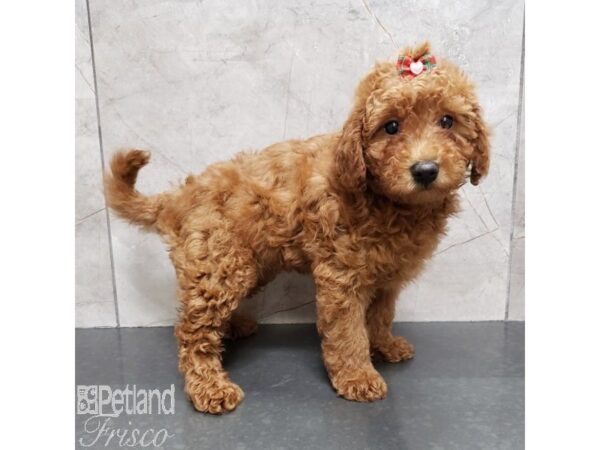 Goldendoodle Mini 2nd Gen-Dog-Female-Red-30984-Petland Frisco & Mckinney, Texas