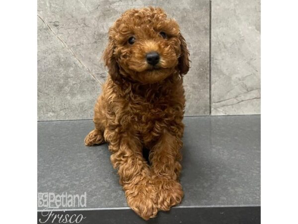 Goldendoodle Mini 2nd Gen Dog Female Red 30983 Petland Frisco, Texas