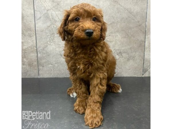 Goldendoodle Mini 2nd Gen Dog Male Red 30982 Petland Frisco, Texas