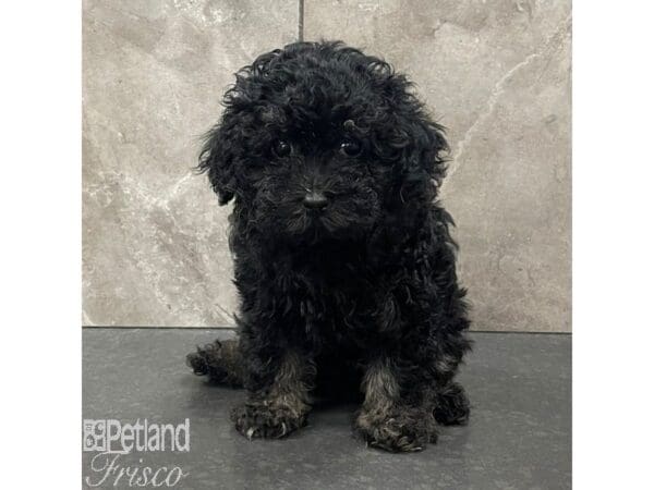 Poodle Mini-Dog-Female-Black / White-30980-Petland Frisco, Texas