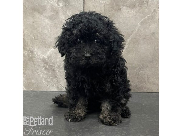 Poodle Mini-Dog-Female-Black / White-30980-Petland Frisco & Mckinney, Texas