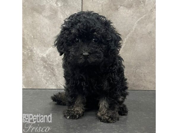 Poodle Mini Dog Female Black / White 30980 Petland Frisco, Texas