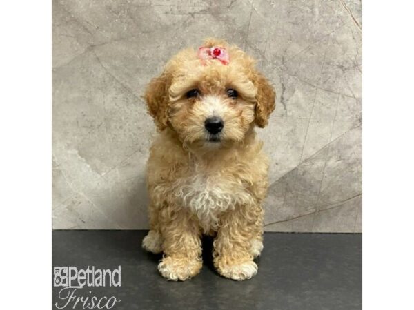 Poochon Dog Female Red 30978 Petland Frisco, Texas