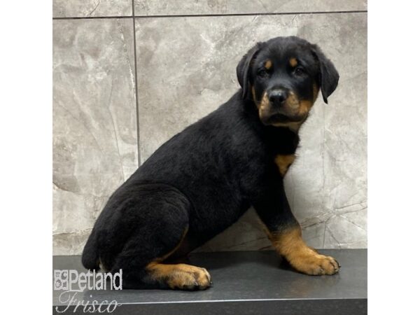 Rottweiler Dog Male Black / Tan 30976 Petland Frisco, Texas