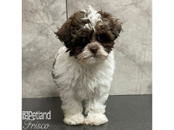 ShizaPoo Dog Female Chocolate / White 30974 Petland Frisco, Texas