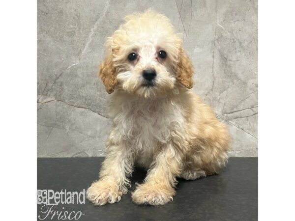 Poodle-Dog-Male-Apricot-30967-Petland Frisco & Mckinney, Texas