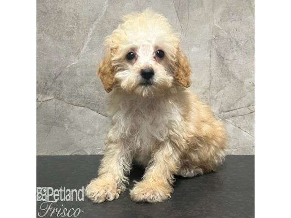 Poodle Dog Male Apricot 30967 Petland Frisco, Texas