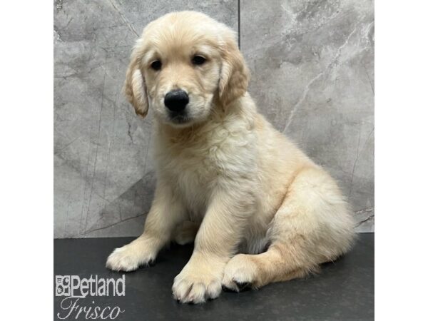 Golden Retriever-Dog-Male-Golden-30939-Petland Frisco, Texas