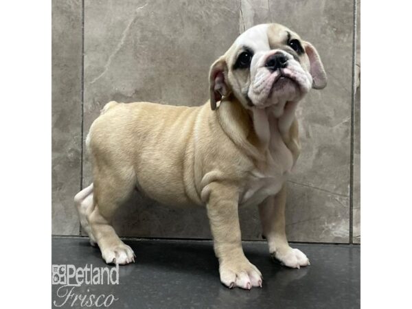 English Bulldog Dog Female Cream, White and Fawn 30938 Petland Frisco, Texas